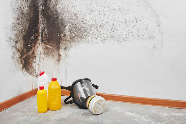 Best Emergency Mold Removal  in St Clairsville, OH