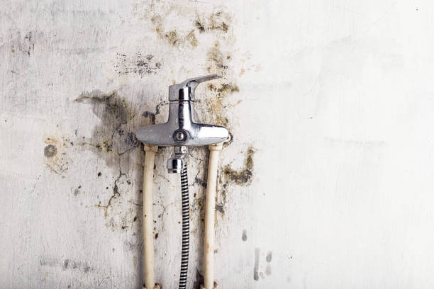 Best Fast Mold Removal  in St Clairsville, OH