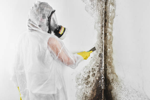 Mold Testing and Removal in St Clairsville, OH
