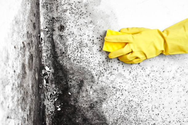 Best Mold Testing and Removal  in St Clairsville, OH
