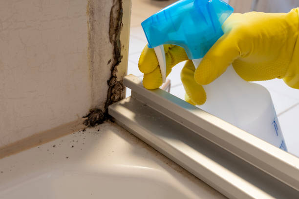 Best Office Mold Removal Services  in St Clairsville, OH