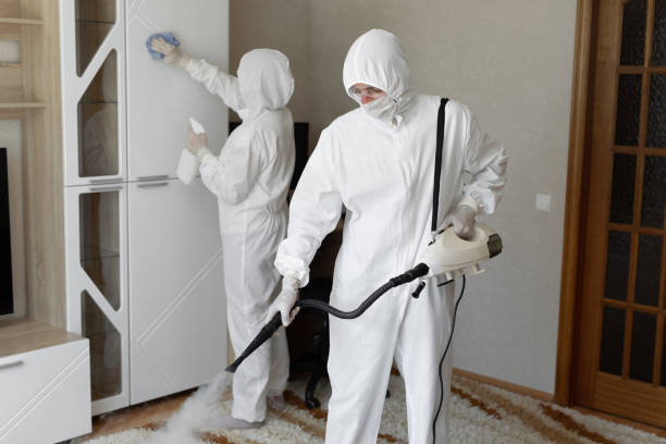 Best Black Mold Removal  in St Clairsville, OH