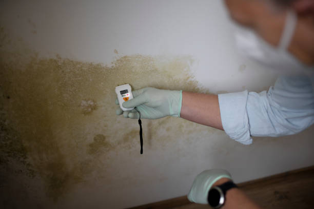 Best Commercial Mold Removal  in St Clairsville, OH