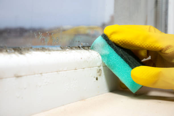 Reliable St Clairsville, OH Mold Removal Solutions