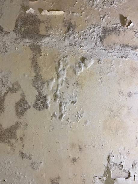 Best Residential Mold Removal  in St Clairsville, OH