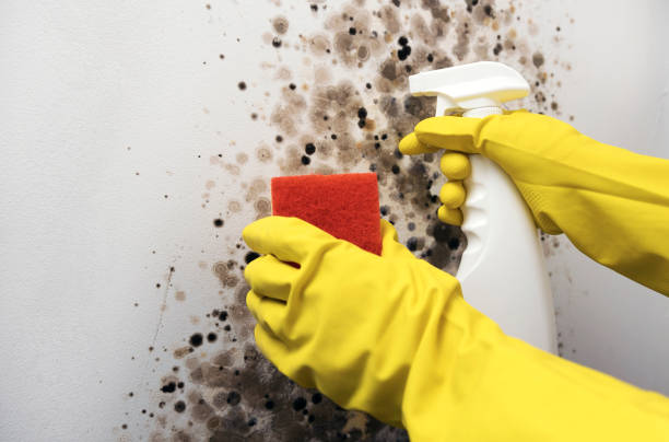 Best Mold Cleaning Services  in St Clairsville, OH