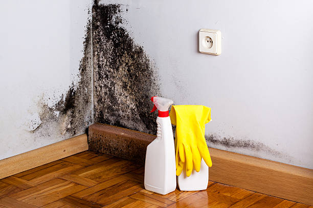 Best Certified Mold Removal  in St Clairsville, OH