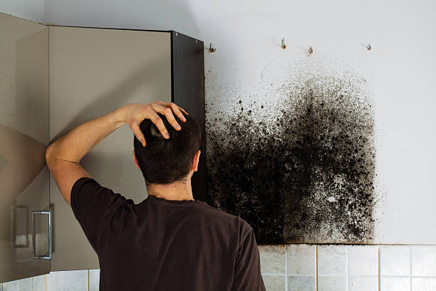 Best Mold Removal Company Near Me  in St Clairsville, OH