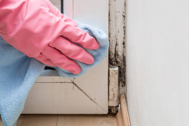 Best Toxic Mold Removal  in St Clairsville, OH