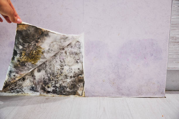 Attic Mold Removal in St Clairsville, OH